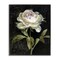 Stupell Industries Peony on Black Framed Giclee Wall Art Design by Danhui Nai